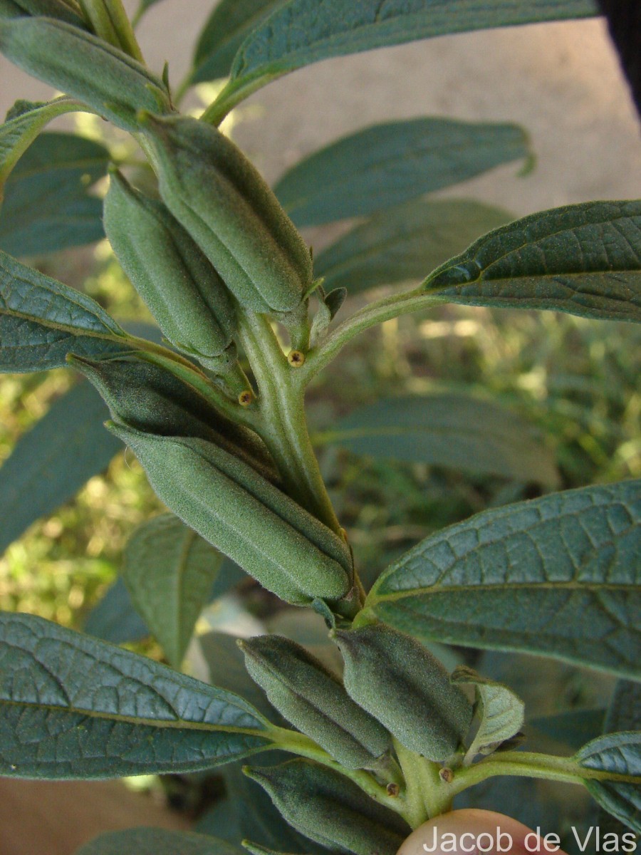 Sesamum indicum L.